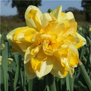 Narcissus (Daffodil) 'Great Leap' Loose Per 10 Bulbs.